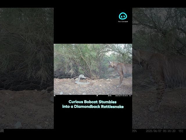 Bobcat Confronts a Diamondback Rattlesnake || ViralHog Shorts