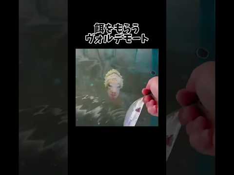 猫の動画サムネイル - ヴォルデモートも懐くんかな