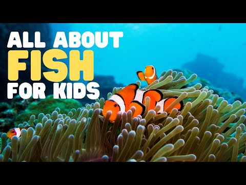 All about Fish for Kids | Learn the characteristics of fish | What is a fish?