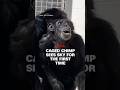 Caged chimpanzee's priceless reaction after seeing sky for first time, goes viral
