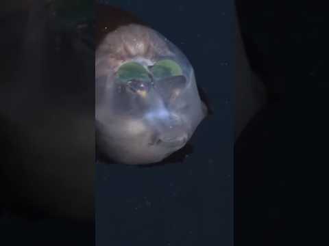 اكتشاف مخيف.. هل رأيت كائن بدون وجه من قبل..؟!