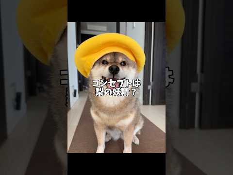 柴犬が秋の味覚に変身！思わず笑顔になる動画 サムネイル