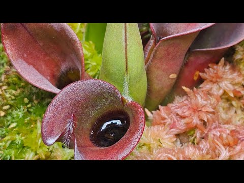 Scālz Botanical Care - Simple Way To Keep Heliamp Heliamphora ciliata is a species of carnivorous pitcher plant that is usually found below the 1200m 
