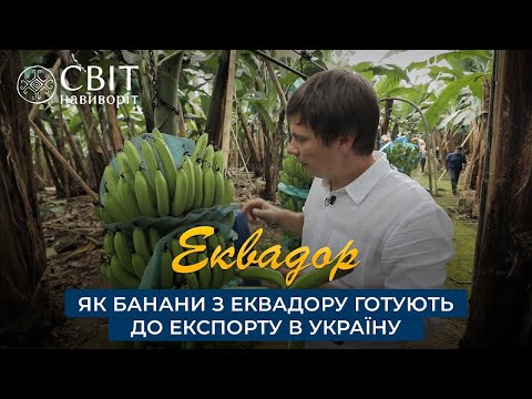 Как бананы из Эквадора готовят к экспорту в Украину