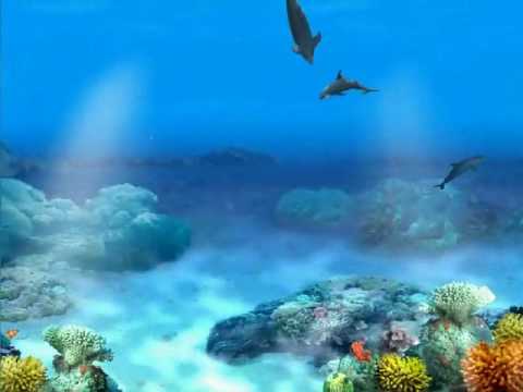 Living 3D Dolphin Screensaver - YouTube