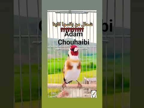 تغريد الحسون ملقن من طيور اخرى مغردة#تغريد_حسون #صيد_طيور #طبيعة #حيوانات #حبوب #حسون_بري #قانون. عش