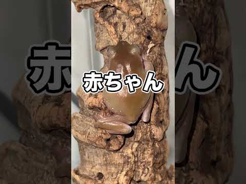カエルにあげるコオロギを切断する必要があるんです。