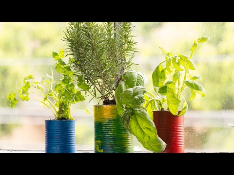 How To Regrow Herbs In Tin Cans