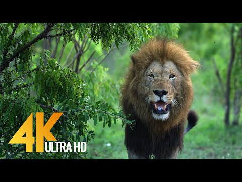 Upload mp3 to YouTube and audio cutter for 4K African Wildlife | African Nature Showreel 2017 by Robert Hofmeyr download from Youtube