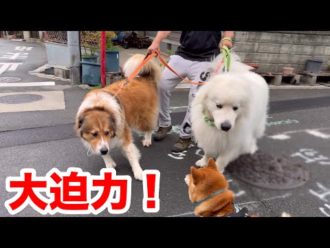 大迫力！お友だちと再会