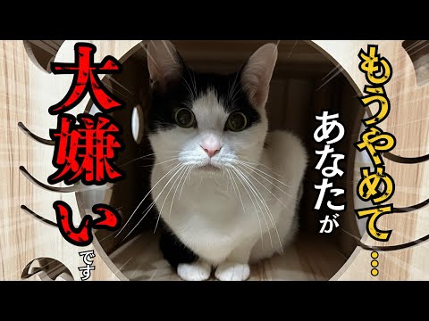 猫が嫌いな人にだけ見せる行動と保護猫の魅力について サムネイル