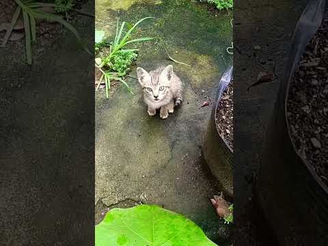 #cat tiếng kêu rất lạ #shortvideo