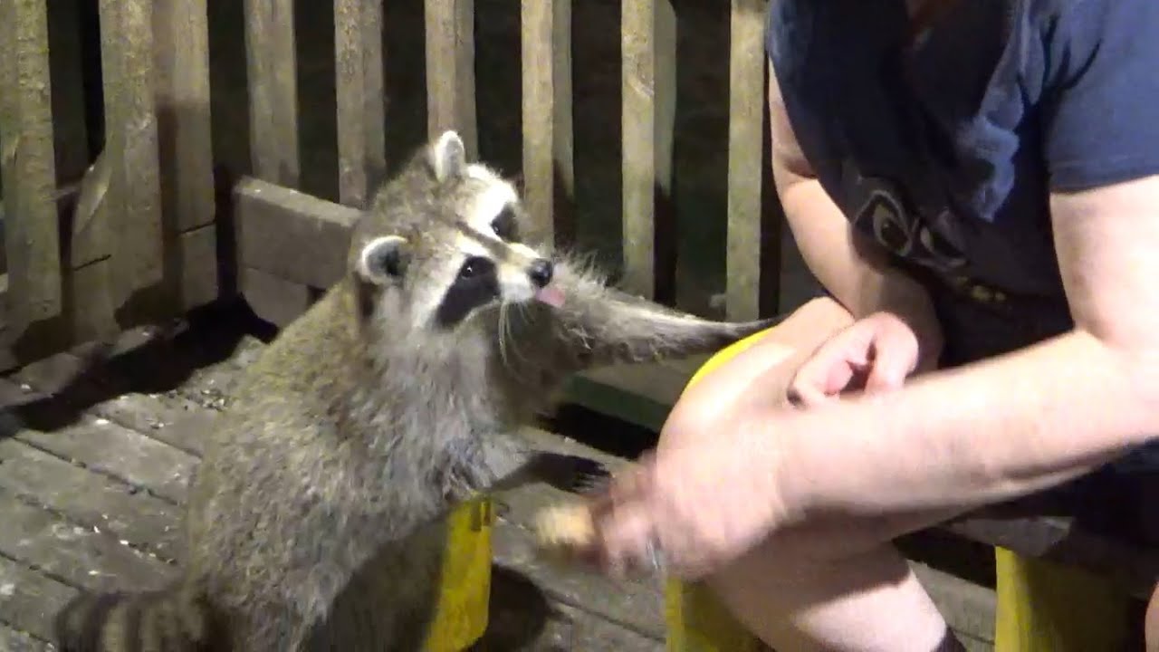 Saturday few raccoons tonight