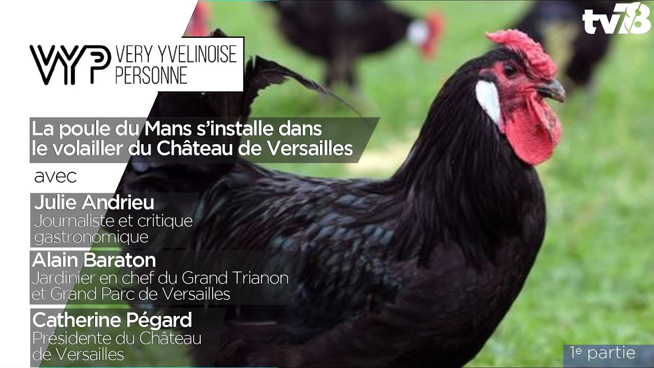 VYP – La poule du Mans s’installe dans le volailler du château de Versailles (1e partie)