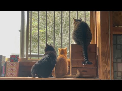 警備中の窓辺に鳴り響くサイレン！どうする警備隊　Each Cat’s Reaction to the Sound of Sirens