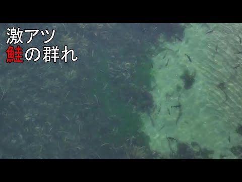 2024鮭釣り#3　激アツの鮭の群れを狙う