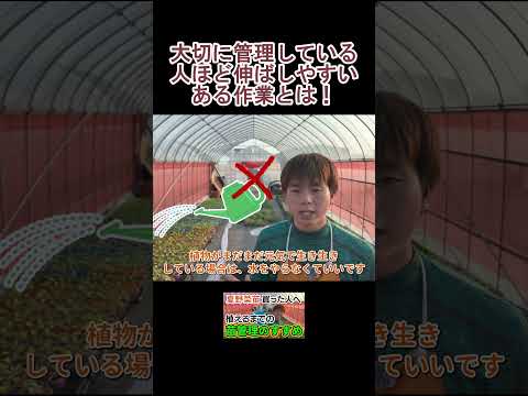 【苗を買った方へ】超重要!苗を大きくしすぎないコツ!