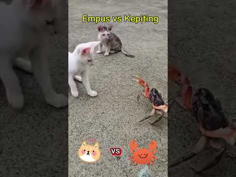 Kucing vs Kepiting #cat #funnycats #kucing