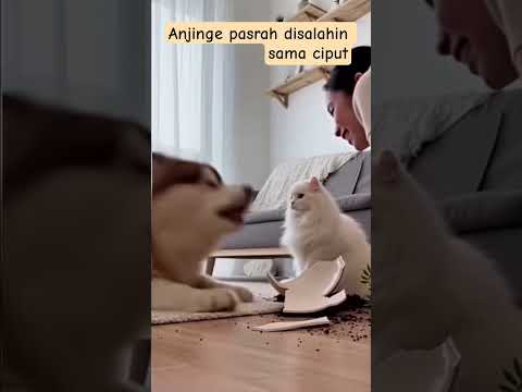 Anjinge pasrah disalahin sama ciput