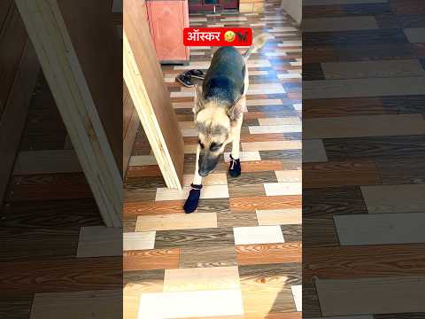 New fashion of Oskar🐕🦺🤣❤️ #shorts #ytshorts #funny dogs #dogcomedy #dogshorts #pets #animals