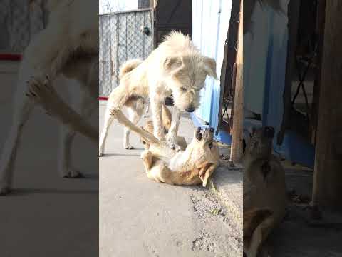 Ever since Huang showed his teeth to owner, Charles would teach him a lesson every time he saw him.