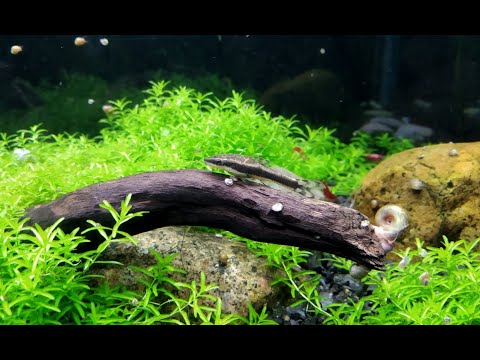 Pearl Weed Carpet In Our Cherry Shrimp Tank 1 Mont We started trying to carpet our pearl weed in the early month of May. So far its been doing well, sp