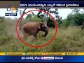 Wild elephant tries to chase bus in forest, video goes viral