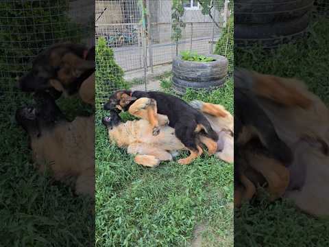 😆Cute mother and daughter games. A huge German Shepherd mom and her cute puppy.