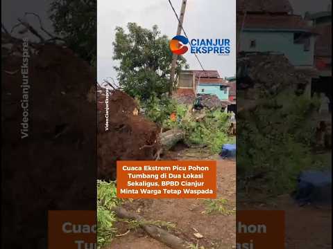 Cuaca Ekstrem Picu Pohon Tumbang di Dua Lokasi Sekaligus, BPBD Cianjur Minta Warga Tetap Waspada