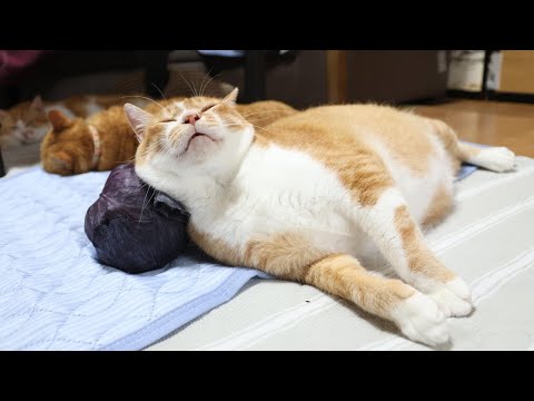紫キャベツと枕猫の可愛さを楽しむリラックス動画 サムネイル