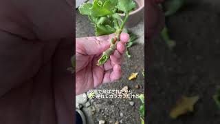 強風で折れちゃったカランコエの枝を挿し木にします。 #flowers #gardening #plants #japan #garden #