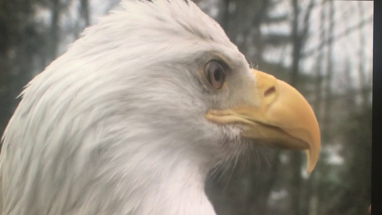 Eagle Sky World