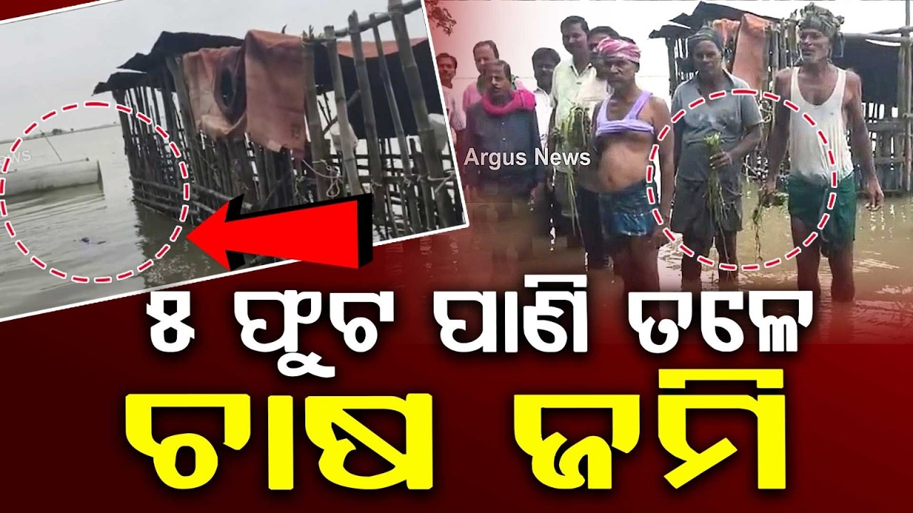 Massive Crop Loss In Chandbali Due To Floods | Farmers Demand Compensation | Argus News