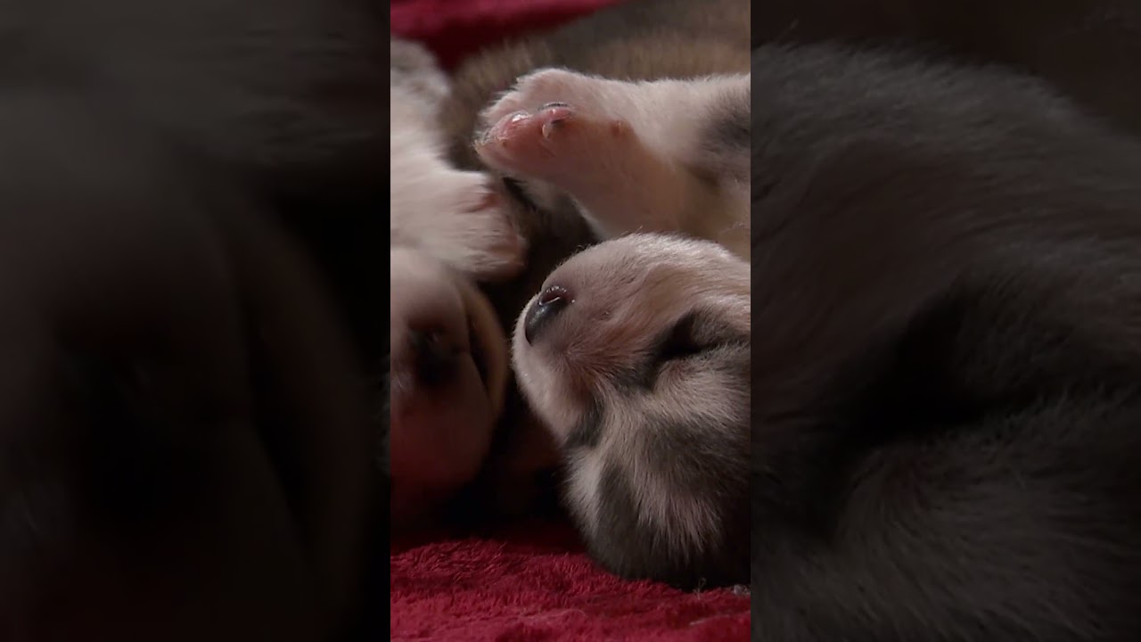 The Cutest Baby Wolves: Malamute Puppies! | Too Cute! | Animal Planet