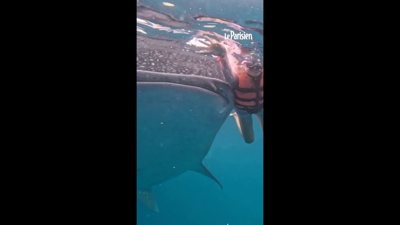 Un requin-baleine percute une nageuse en snorkeling