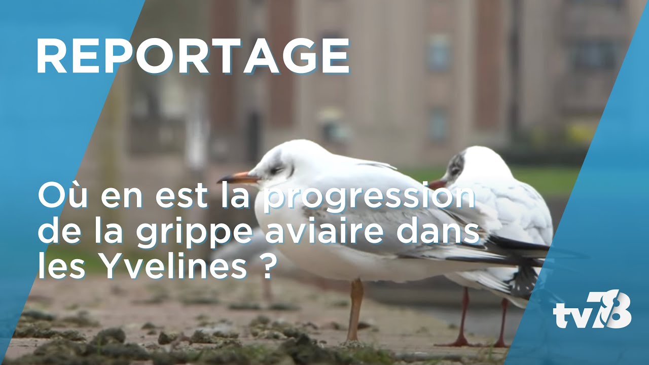 La situation de la grippe aviaire H5N1 dans le département des Yvelines