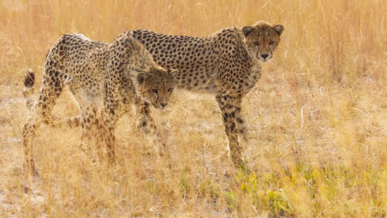 Cheetah Cubs Learn to ﻿Hunt | Dynasties II | BBC Earth