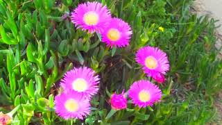 Guarda il video