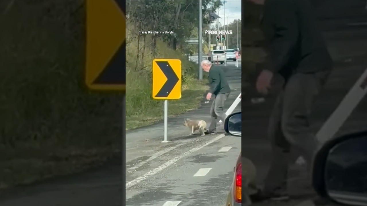 WATCH: Koala SCOLDED after being pulled off busy highway #shorts #viral #koala #world #news #foxnews