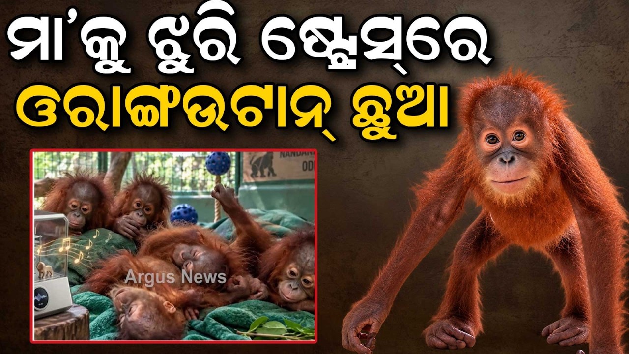 5 Rescued Baby Orangutans In Nandankanan Under Stress; Music Therapy Planned | Argus News