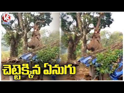 Elephant climbs tree to pluck Jackfruit, video goes viral 
