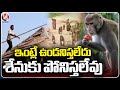 Public Facing Problems Due To Monkeys Issues In Karimnagar District | V6 News