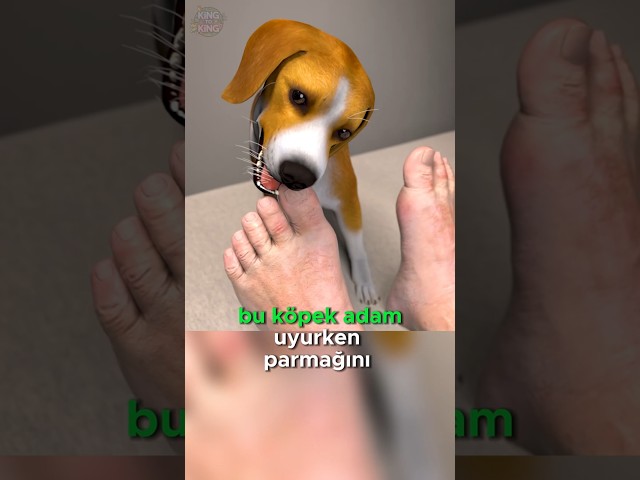 Köpek Hayatını Kurtardı!🐶🩸🐕❤️
