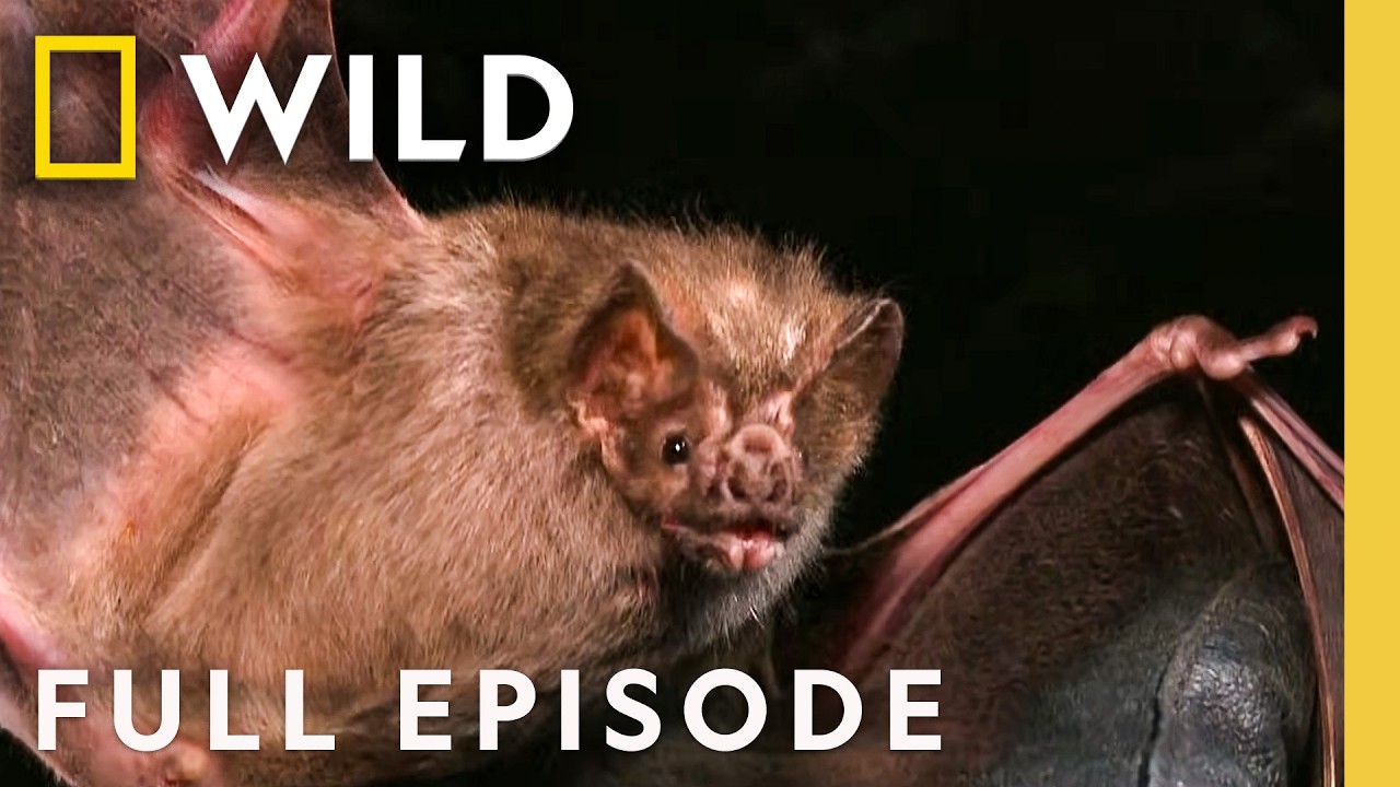 Tracking the Flying Demon (Full Episode) | Man v. Monster | Nat Geo Animals