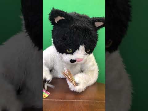 むぎ(猫)「沖縄こんちくわシリーズvol.9ピーナッツ糖