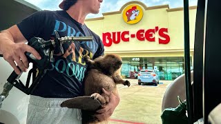 I Stole the Beaver from Bucees