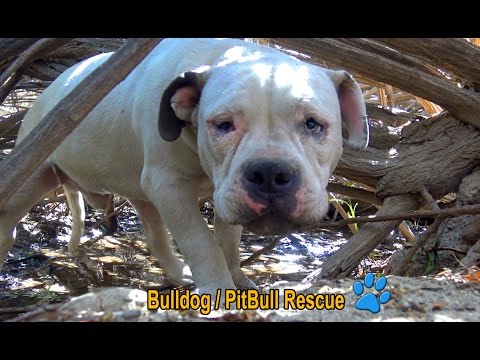 Scared homeless Bulldog / PitBull living in the bushes alone until Hope For Paws arrived!
