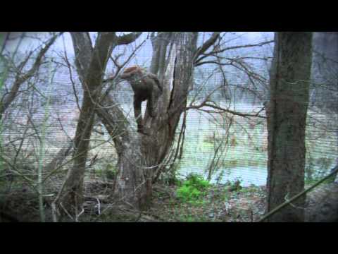 Sasquatch Birth Journal 2'