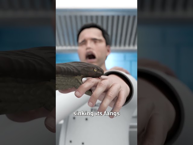 Decapitated Snake Head Kills Chef 😨