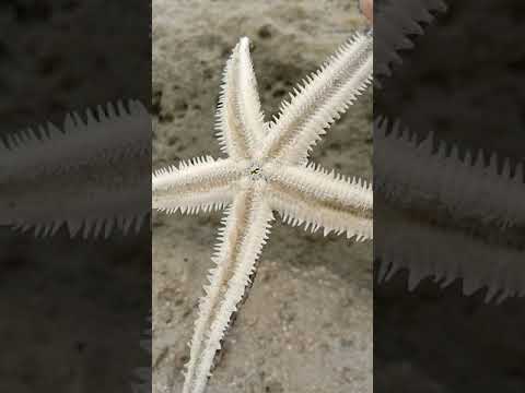 Bintang di laut